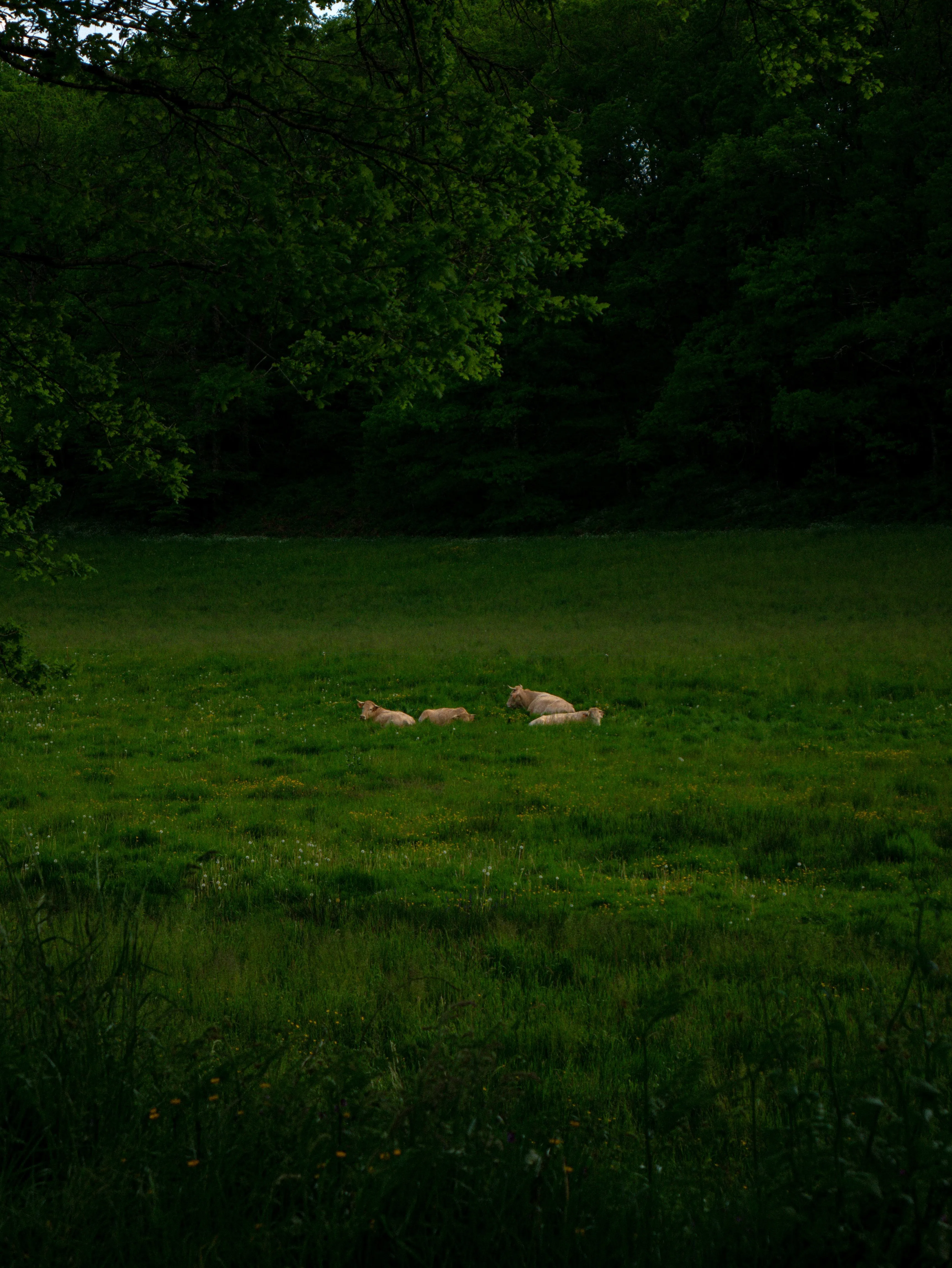 p1050834.webp