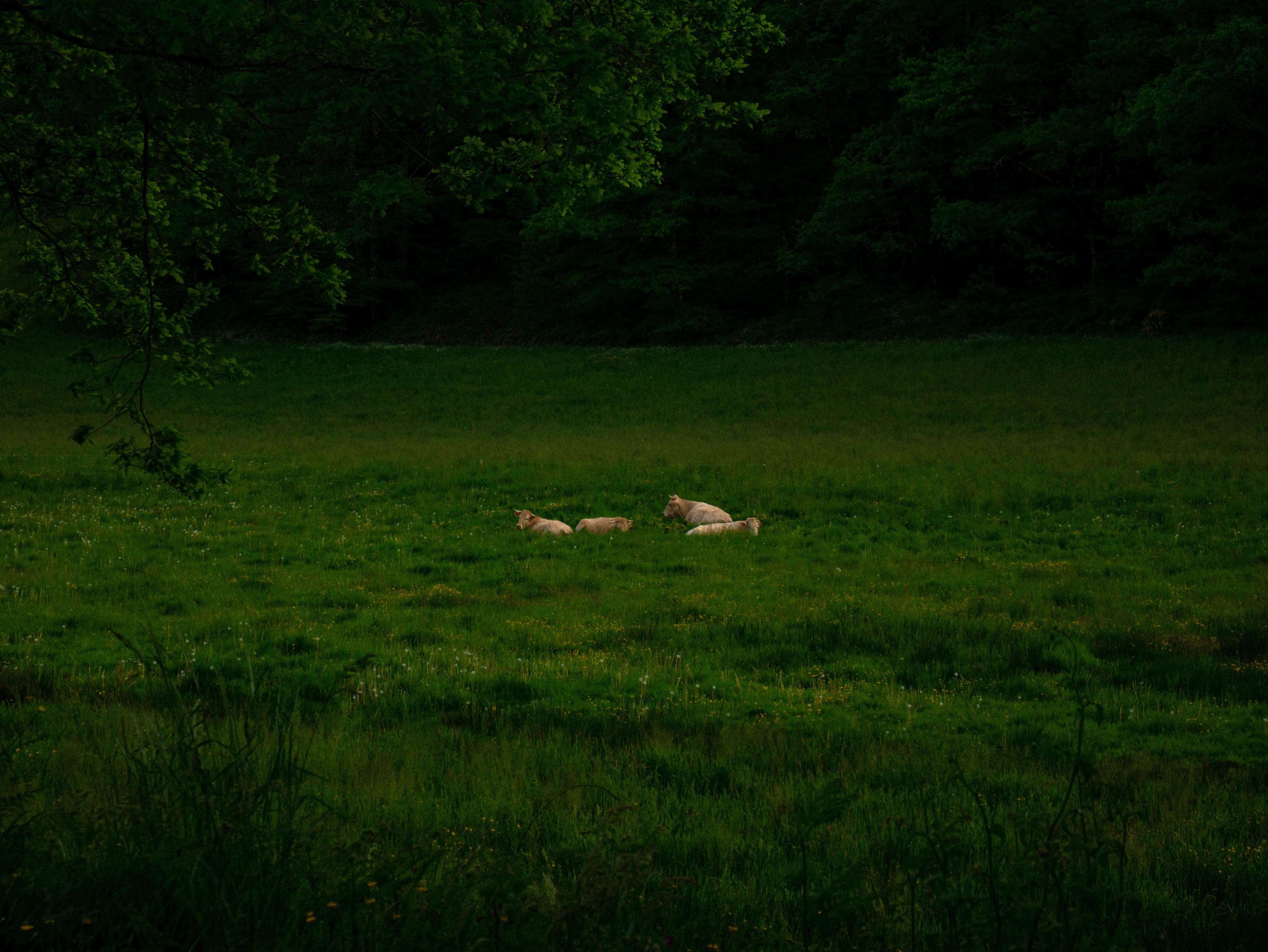 p1050835.webp