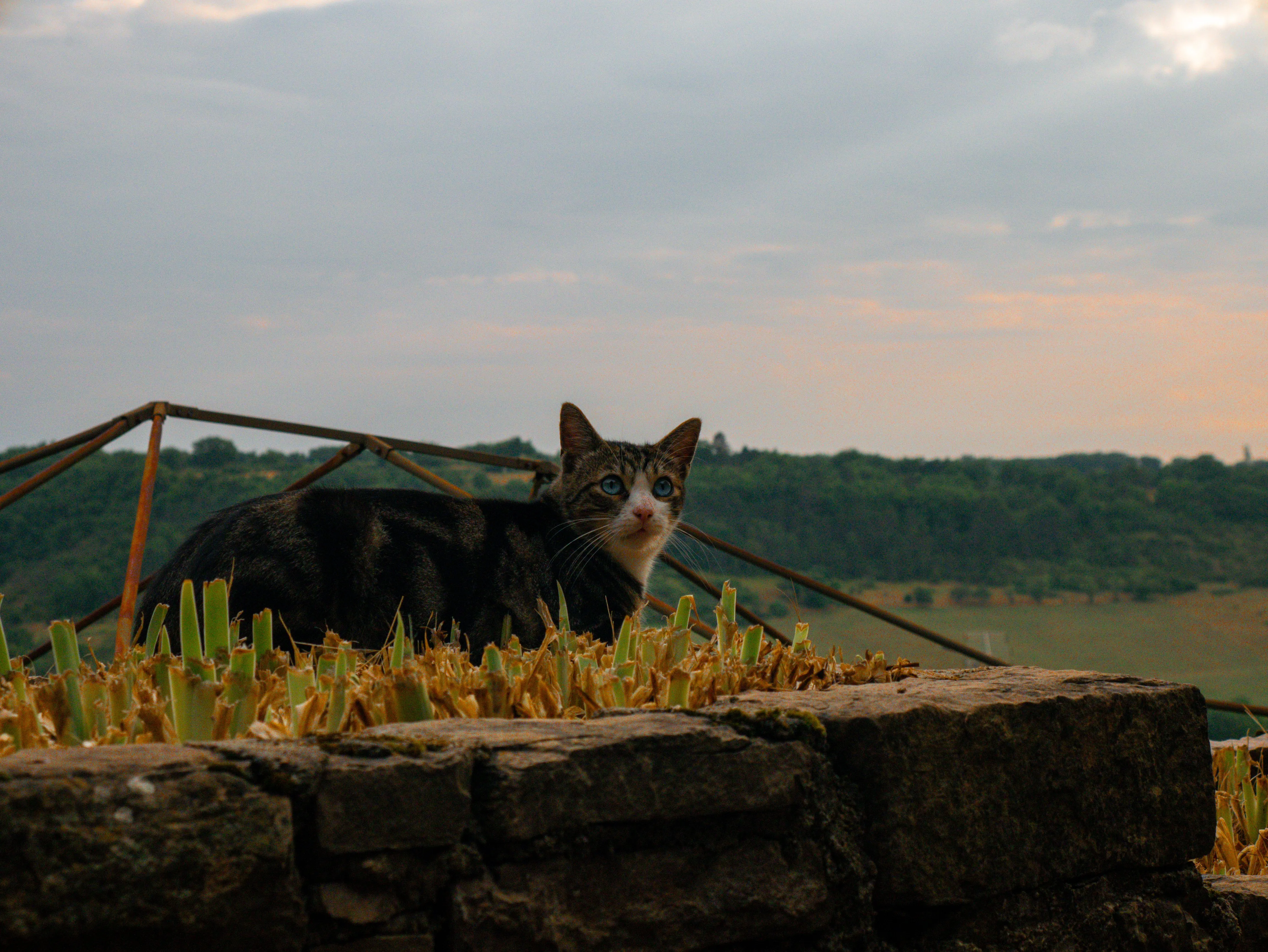 p1070173.webp