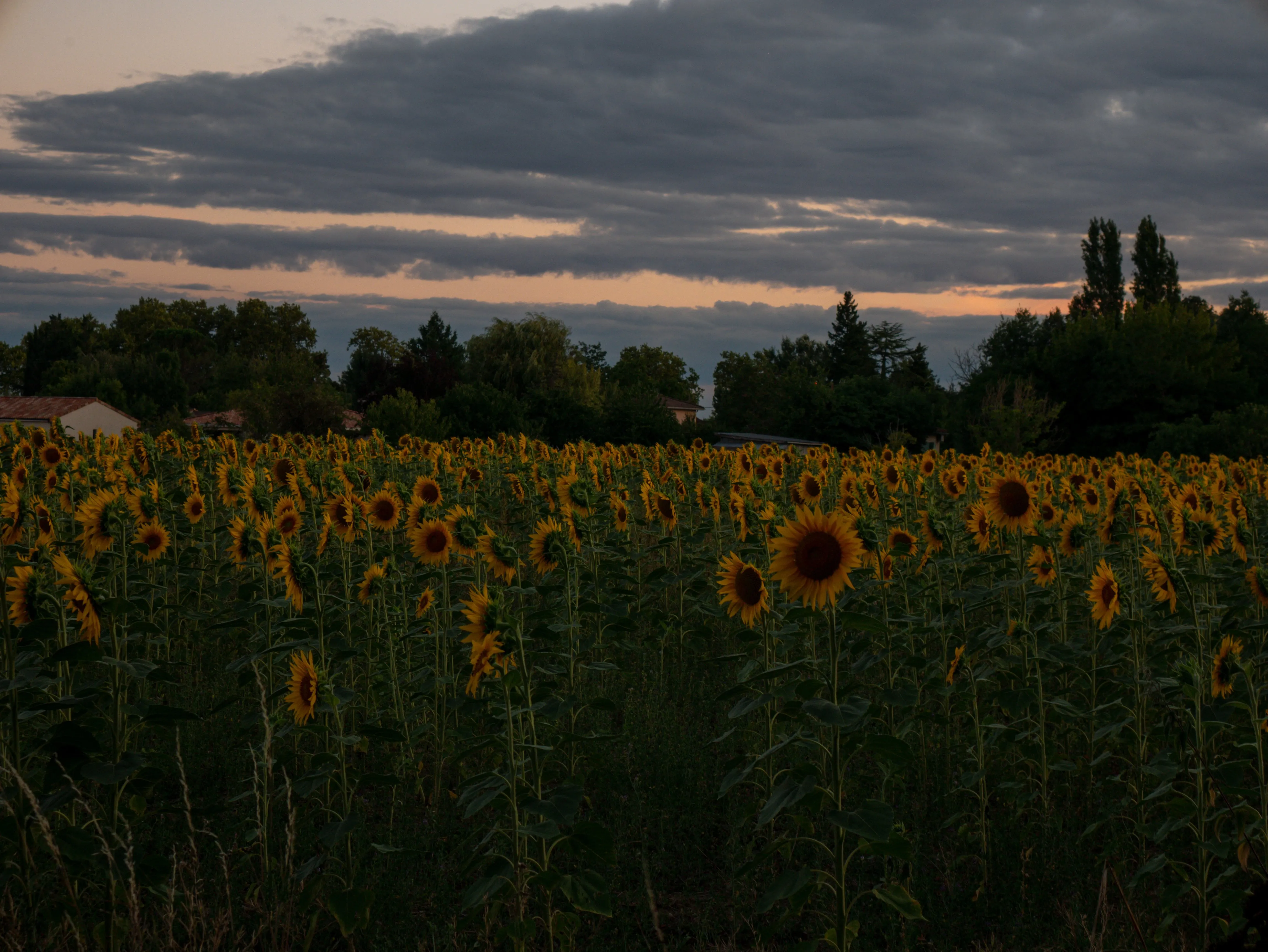 p1070627.webp